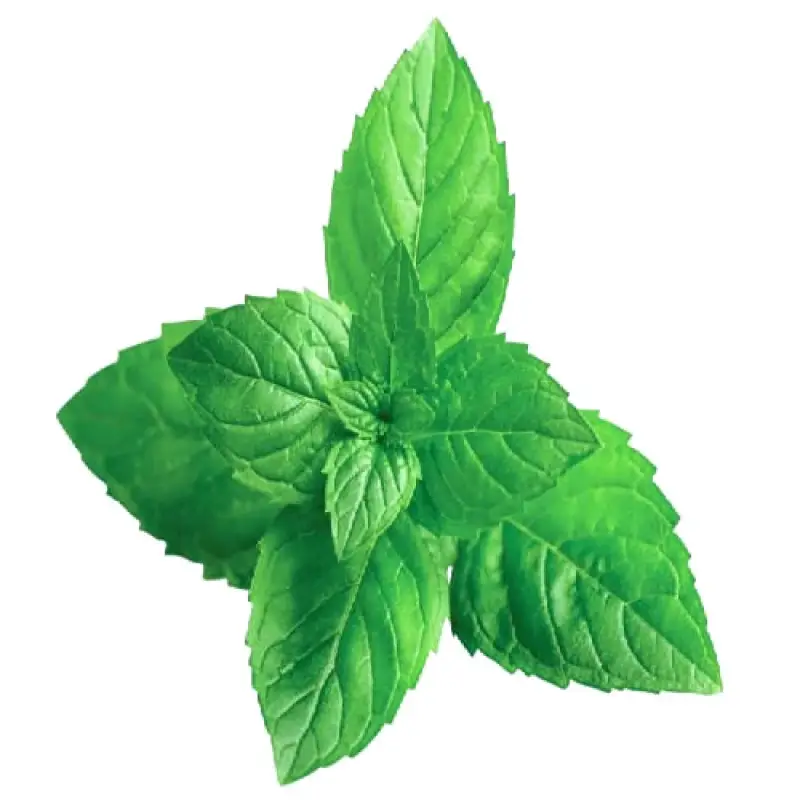 mint مكسبات طعم و رائحة