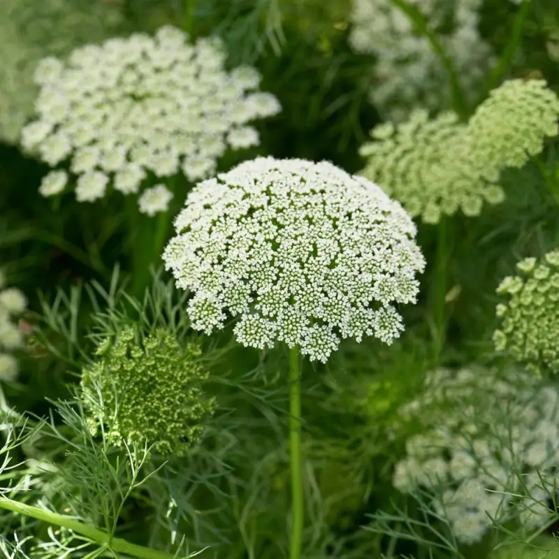 الخلة البلدي ( Ammi visnaga )