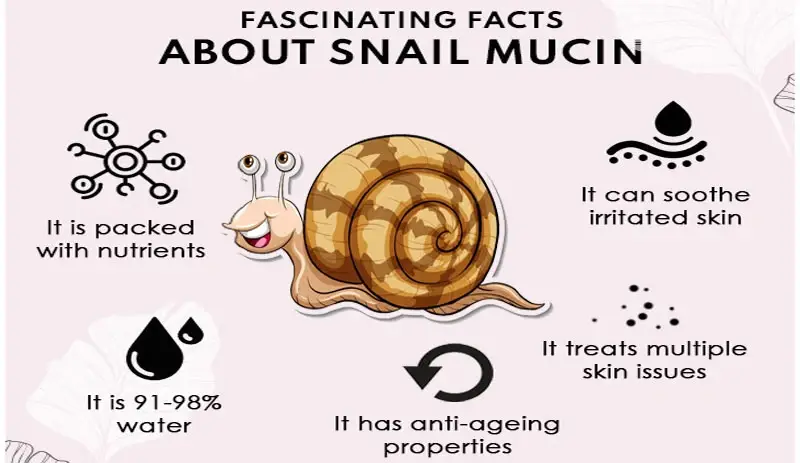 Snail extract