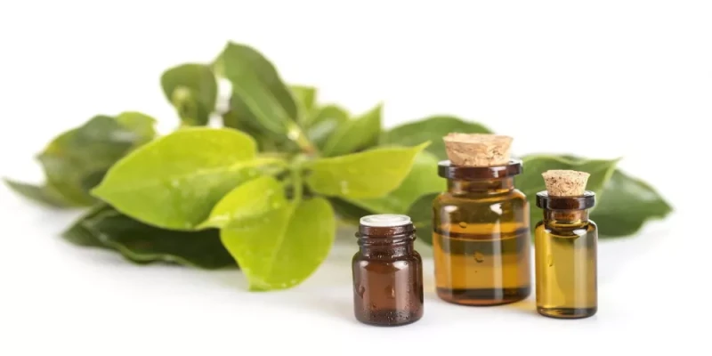 camphor oil