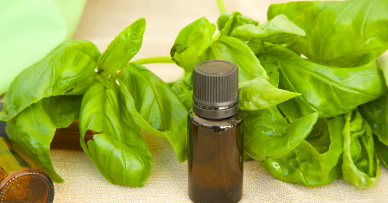 basil linalool oil
