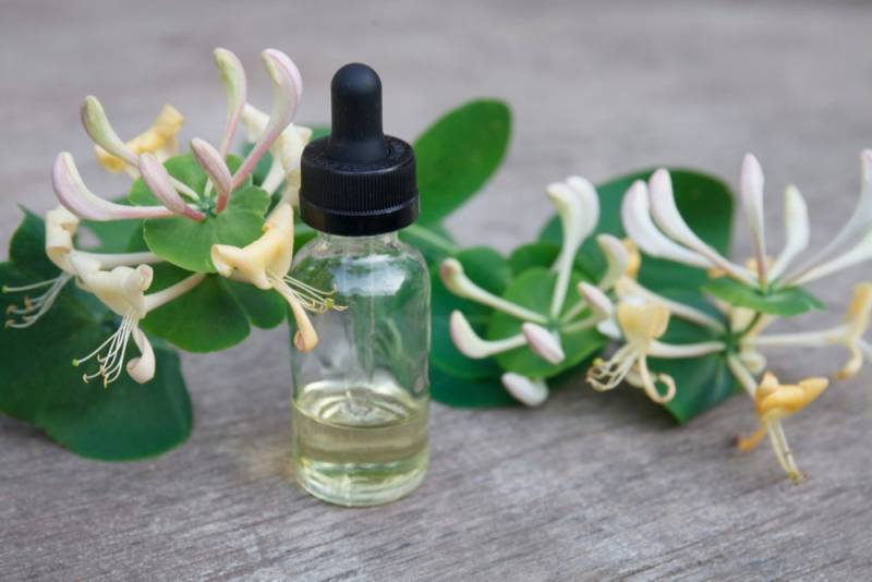 Honey suckle extract